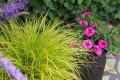 Pennisetum-alopecuroides-JS-Penisetum gold.jpg
