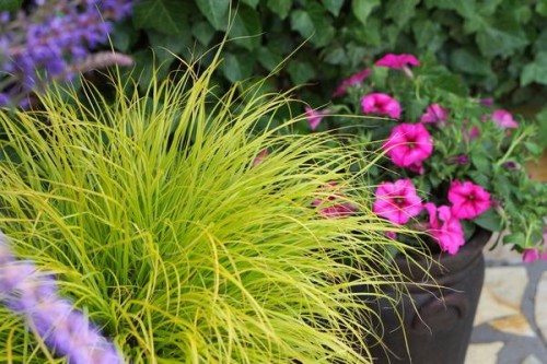 Pennisetum-alopecuroides-JS-Penisetum gold.jpg