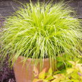 pennisetum-alopecuroides-hameln-gold-.jpg