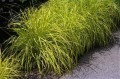 pennisetum-alopecuroides-hameln-gold--.jpg