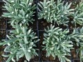 lavandula edelweiss zieloneogrody.jpg