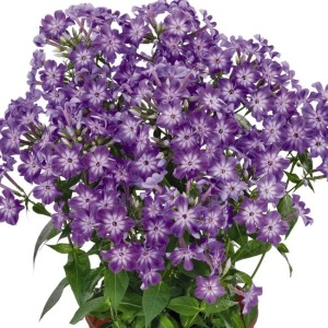 FLOKS Early Purple Eye Płomyk