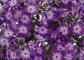phlox-early-purple-eye-.jpg