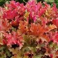 heuchera-marmalade.jpg