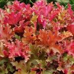 Żurawka 'Marmalade' Heuchera