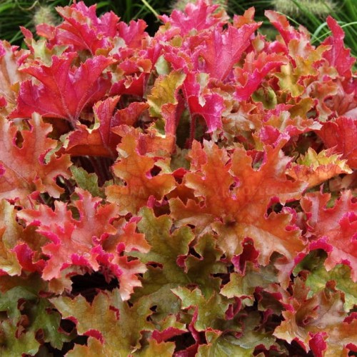 heuchera-marmalade.jpg