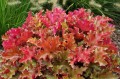 heuchera-marmalade_.jpg