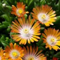 Delosperma topaz-.jpg