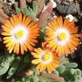 Delosperma topaz-1.jpg