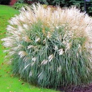 Miskant ADAGIO  Miscanthus sinensis TRAWA 120 cm