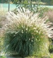 miscanthus-sinensis-adagio-.jpg
