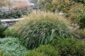 miscanthus-sinensis-adagio----.jpg