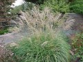 miscanthus-sinensis-adagio--.jpg