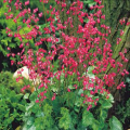 heuchera-coral-forest-coral.png