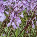 hosta-cherry-berry-funkia-1.jpg