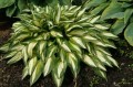 hosta cherry berry.jpg