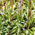 hosta-cherry-berry-funkia-2.jpg