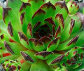 Sempervivum-Reinhard.png