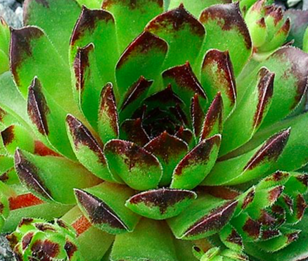 Sempervivum-Reinhard.png