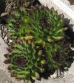 Sempervivum Reinhard.jpg