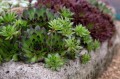 Sempervivum Reinhard---.jpg