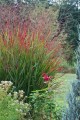 Switch-Grass-Shenandoah-.jpg