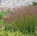 switch-grass-shenandoah-plumes.jpg