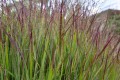 -Panicum-virgatum-Shenandoah-.jpg