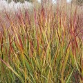 Panicum-Shenandoah-b.jpg