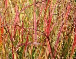 PROSO RÓZGOWATE 'Shenandoah' Panicum virgatum