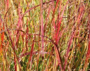 PROSO RÓZGOWATE 'Shenandoah' Panicum virgatum