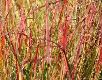 PROSO RÓZGOWATE 'Shenandoah' Panicum virgatum