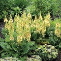 Verbascum-Dark-Eyes-6.jpg