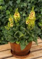 byliny-i-trawy_verbascum-dziewanna_74513_2.jpg