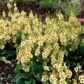 Verbascum-Dark-Eyes-1.jpg