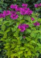 monarda-bee-free.jpg