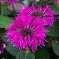 monarda-bee-free_.jpg