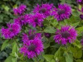 monardabeefree.jpg