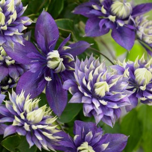 Powojnik TAIGA Clematis PIĘKNY UNIKAT !