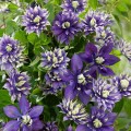 Clematis Taiga.jpg
