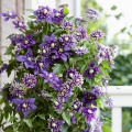 Clematis_Taiga-.jpg