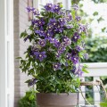 Clematis Taiga 1.jpg