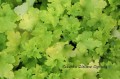 heuchera_lime_marmalade_zieloneogrody__.JPG