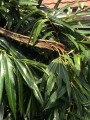 Salix_udensis_sekka.jpg
