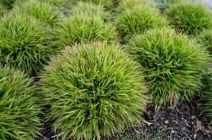 KOSMATKA IGEL Luzula pilosa ‘Igel’ TRAWA