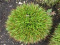 luzula_pilosa_igel_.jpg