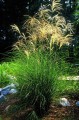 Graziella ( Miscanthus sinensis.jpg