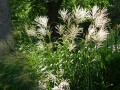 Graziella ( Miscanthus sinensis).jpg