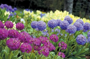 PIERWIOSNEK ZĄBKOWANY 'BLUE SELECTION'  (Primula denticulata) – Wiosenna Kula  Niebieskich Kwiatów
