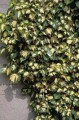 HEDERA GOLDHEART 2.jpg